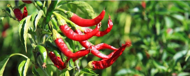 red pepper