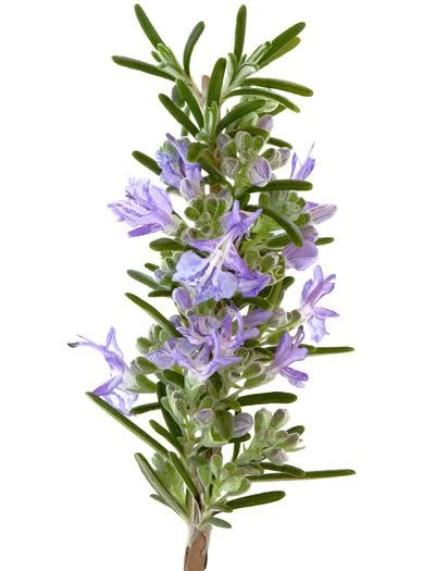 Rosmarinicy extract Rosmarinicy extract