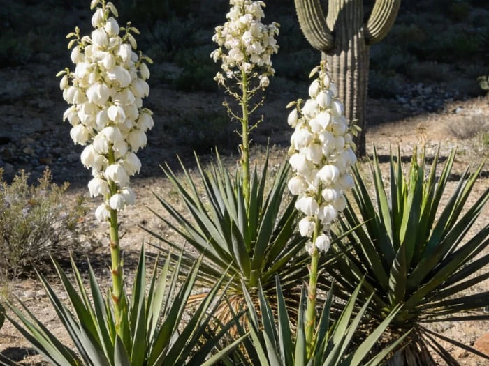 Yucca Extract Yucca Extract